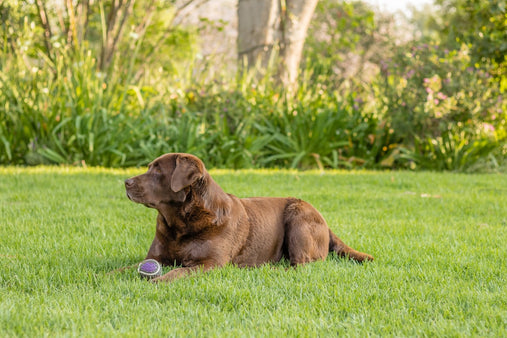 A Parent's Guide to the Smart AI Labrador: Your Daughter's Next Interactive Emotional Support Companion