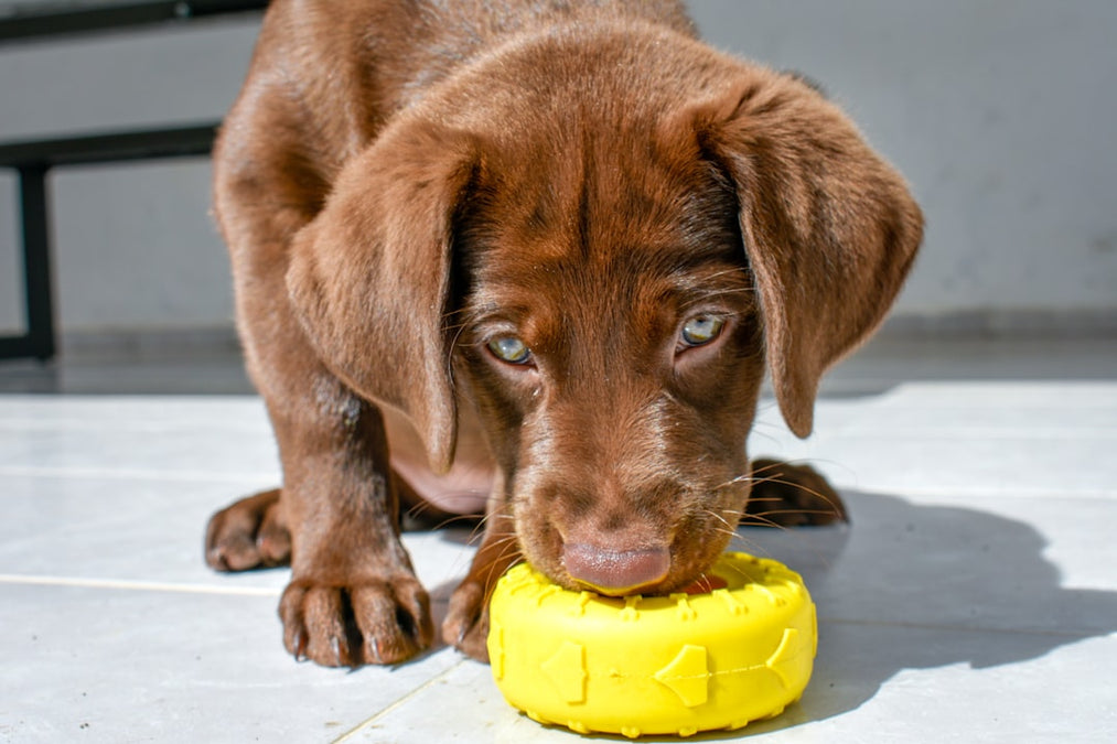 Beyond Bedtime Stories: How the Smart AI Labrador Plush Fosters Comfort and Emotional Well-being