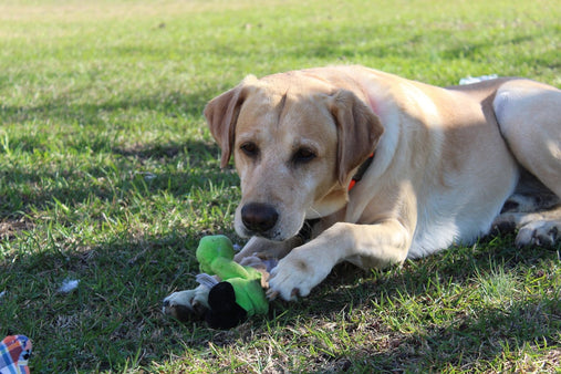 The Smart AI Labrador Plush: Revolutionizing Comfort and Connection for Girls