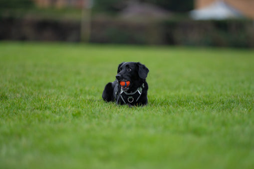 Helping Her Thrive: How the Smart AI Labrador Plush Nurtures Confidence and Calm in Young Girls